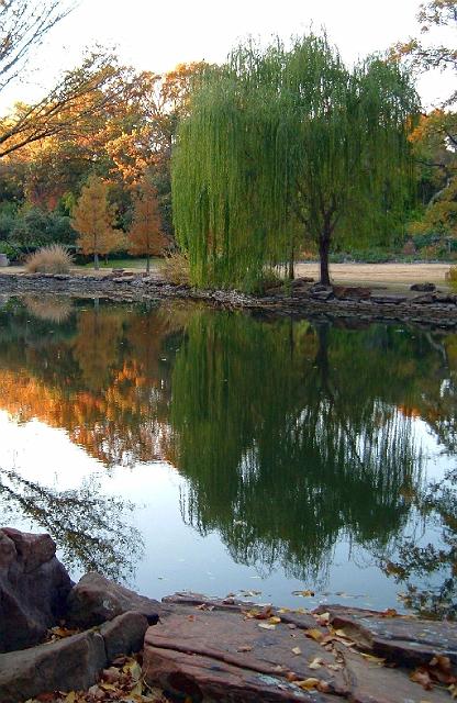 10579 Trees near and reflected in pond 